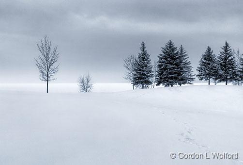 Trees Beside Frozen Ottawa River_DSCF03919.jpg - Photographed at Ottawa, Ontario, Canada.